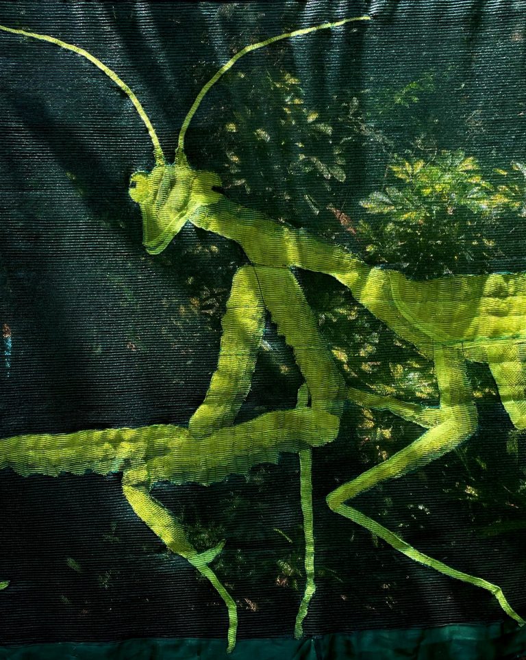 Sphodromantis viridis