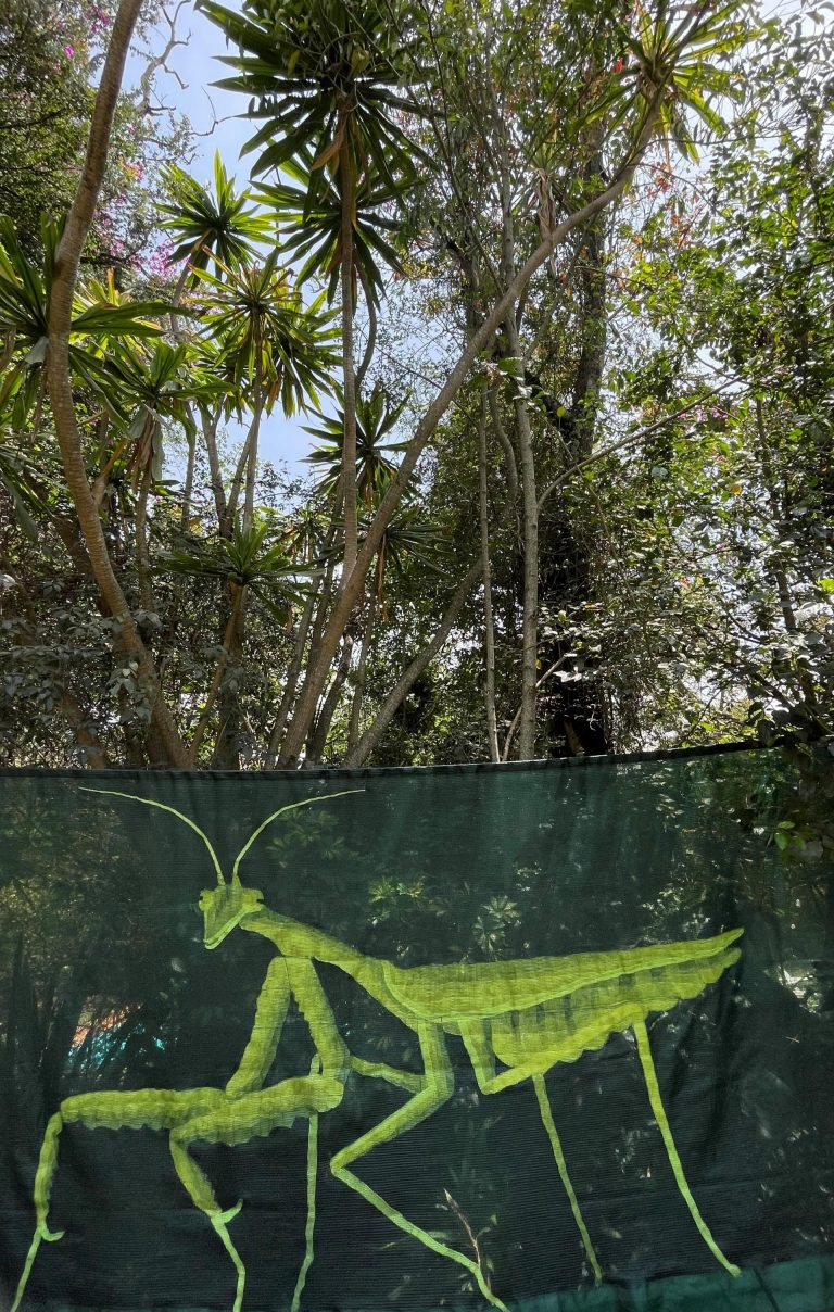 Sphodromantis viridis_Hilario Isola